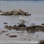 snowy owl