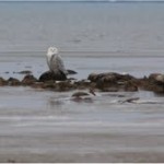 snowy owl 2