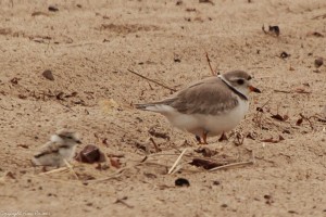 Image of Piping Plover and chick