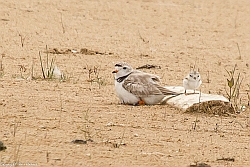 photo of adult Piping Plover and chick at Tawas Point State Park