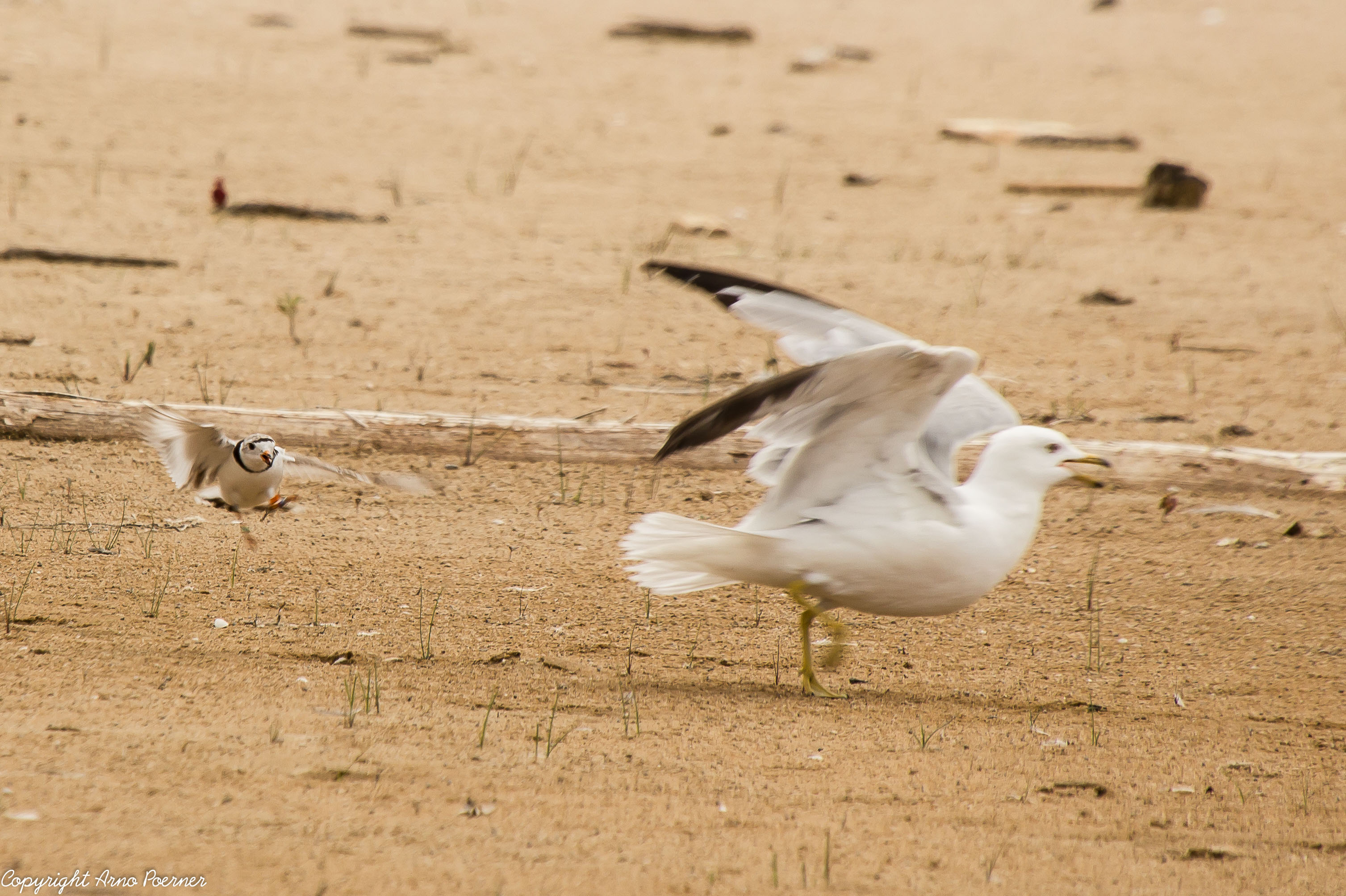 photo of Piping Plover defending nest from a gull