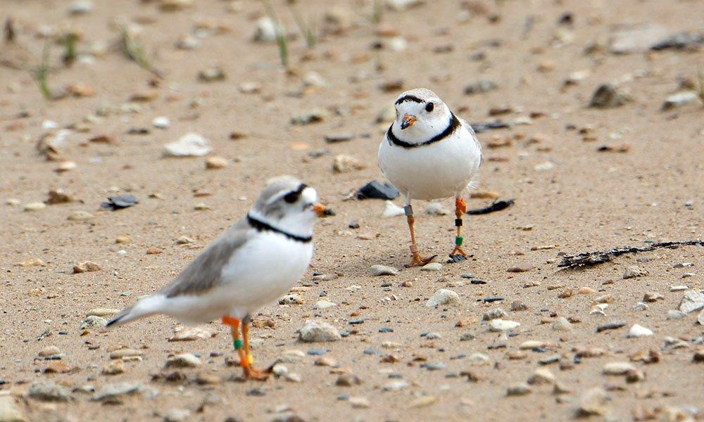 photo of Piping Plover Pair