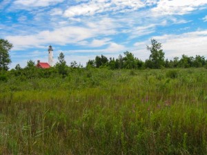 photo of invasive Purple Loosestrife plant with Tawas Point Light in the background