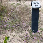 Spotted Knapweed along Sandy Hook Trail at Tawas Point State Park before removal