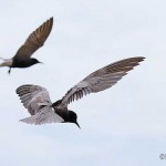 Black Terns over Tawas Lake