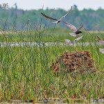 Black Terns investigating trap with eggs