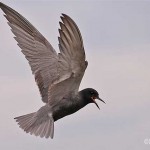 Black Tern - Tawas Lake
