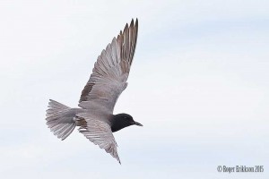Black Tern over Tawas Lake - Roger Erikkson 