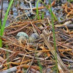 Black Tern nest with green-brown eggs - Tawas Lake