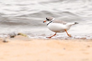 The piping plover is one of many bird species that has benefited from the protections of the Migratory Bird Treaty, which marks its 100th anniversary in 2016.