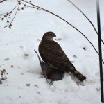 Sharp-shinned Hawk with Mourning Dove