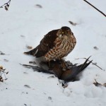 Sharp-shinned Hawk with Mourning Dove
