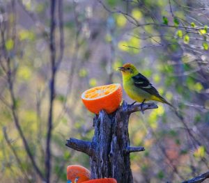 Western Tanager photo by Phil Odum used with permission