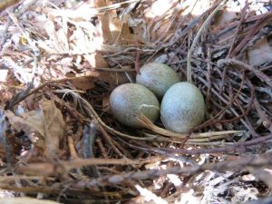Brown Thrasher nest photo by Jean Howard