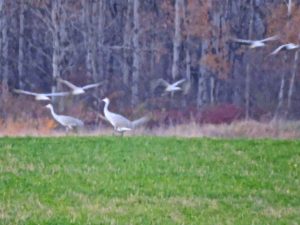 Cranes incoming - photo by Charles Tetzlaff