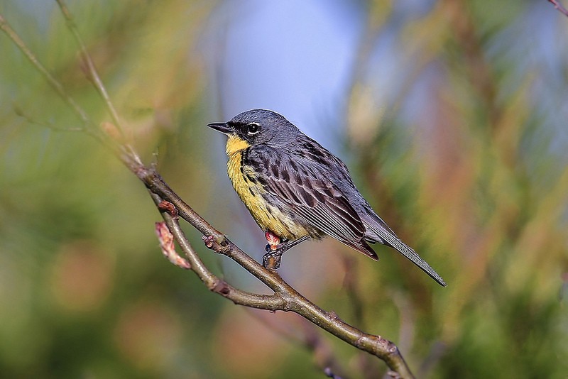 Oscoda Area Kirtland’s Warbler Tours AuSable Valley Audubon